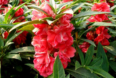 凤仙花的花语和传说是什么，凤仙花的花语象征着什么？