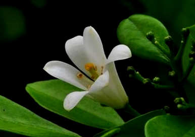 九里香花适合室内养吗？九里香花怎么养最好？