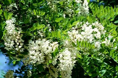 菠萝花繁殖后开花多久？菠萝花的繁殖方法是什么？
