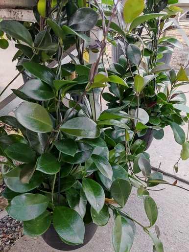 哪个品种的球兰最好，哪个品种的球兰最好