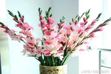 剑兰的花语是什么，剑兰的花语和寓意是什么？
