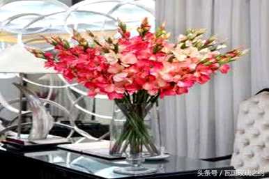 剑兰的花语是什么，剑兰的花语和寓意是什么？