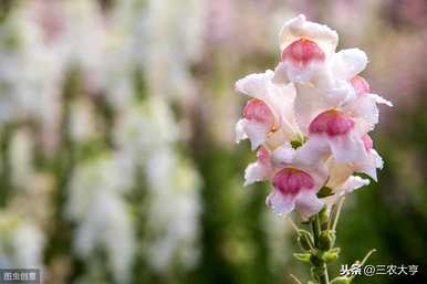 如何种植金鱼草，金鱼草水草种植方法图