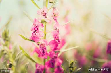如何种植金鱼草，金鱼草水草种植方法图