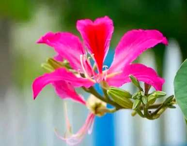 白花羊蹄甲花语详解，红花羊蹄甲花语是什么？