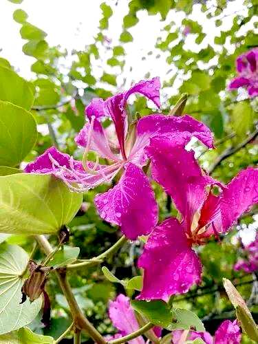 白花羊蹄甲花语详解，红花羊蹄甲花语是什么？