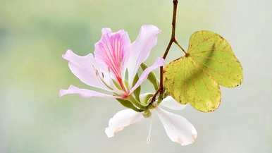 白花羊蹄甲花语详解，红花羊蹄甲花语是什么？