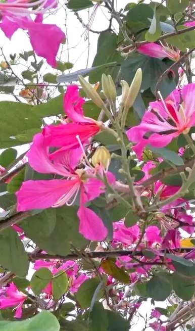 白花羊蹄甲花语详解，红花羊蹄甲花语是什么？