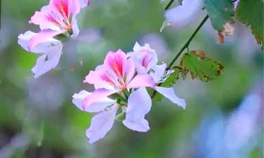 白花羊蹄甲花语详解，红花羊蹄甲花语是什么？
