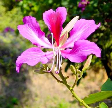 白花羊蹄甲花语详解，红花羊蹄甲花语是什么？