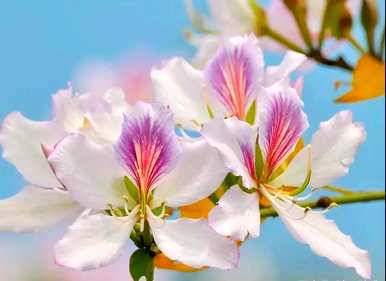 白花羊蹄甲花语详解，红花羊蹄甲花语是什么？
