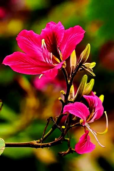 白花羊蹄甲花语详解，红花羊蹄甲花语是什么？
