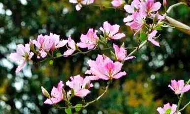 白花羊蹄甲花语详解，红花羊蹄甲花语是什么？