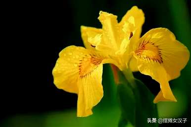 紫蓝鸢尾花语爱情，鸢尾花语是什么？