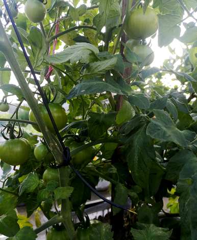 番茄种植方法，番茄种植方法简笔画
