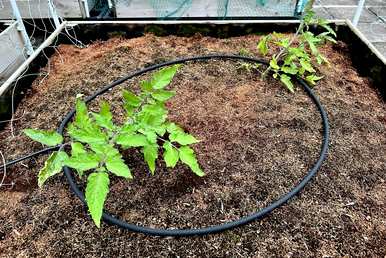 番茄种植方法，番茄种植方法简笔画