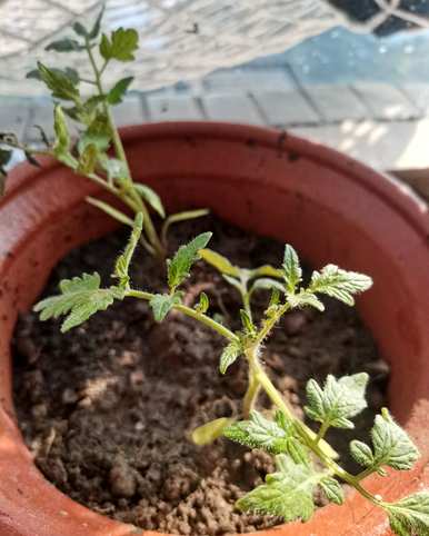 番茄种植方法，番茄种植方法简笔画