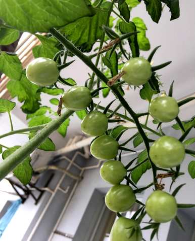 番茄种植方法，番茄种植方法简笔画