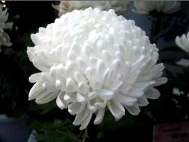 菊花通常象征着什么样的品质，菊花的品质和象征着什么