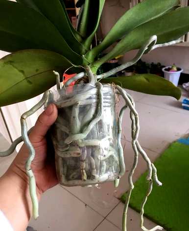 新手如何养蝴蝶兰？蝴蝶兰新手教程