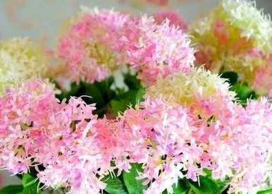 夕雾花的花语是什么，夕雾花的花语是什么？