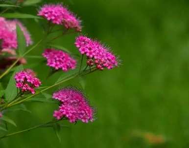 夕雾花的花语是什么，夕雾花的花语是什么？