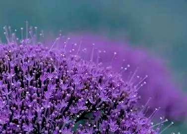 夕雾花的花语是什么，夕雾花的花语是什么？