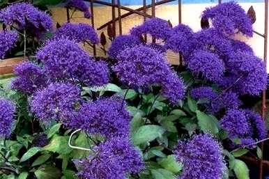 夕雾花的花语是什么，夕雾花的花语是什么？