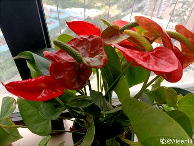 室内养什么花最好旺财，室内养什么花最好旺财