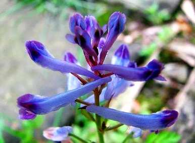 紫堇的花语是什么，紫堇的花语是什么？
