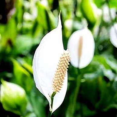 白掌花语是什么意思，白掌白鹤芋花语是什么意思？