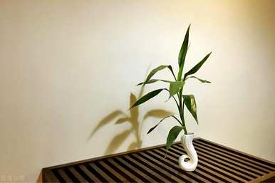 盆栽富贵竹怎么养才能更旺盛，盆栽富贵竹怎么养才能更旺盛？