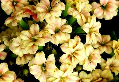 长寿花期养护要点，长寿花期能喷水吗？