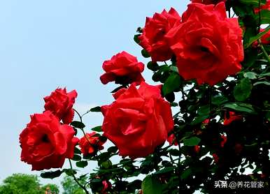 北方院子里种什么树最好最旺？院子里最旺的树是什么？