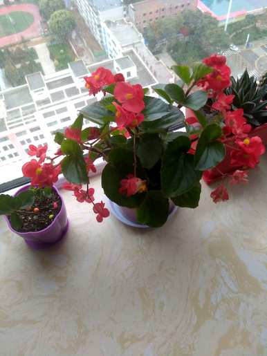 海棠树修剪视频全集，八棱海棠树怎么修剪？