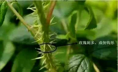 玫瑰和玫瑰有什么区别？玫瑰和玫瑰的区别图
