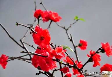 腊梅花怎么养，腊梅花怎么养花开得漂亮？