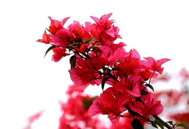 如何修剪三角梅开花，如何修剪三角梅开花？