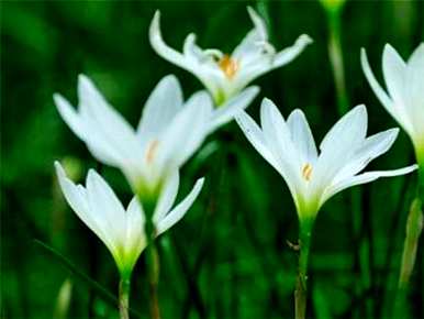 葱兰花什么季节开？葱兰有几种颜色的花