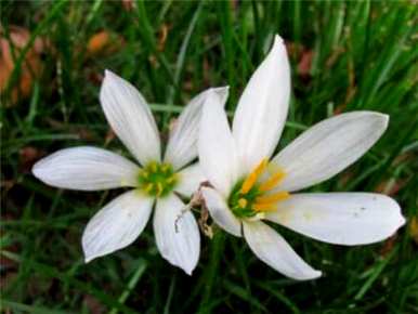葱兰花什么季节开？葱兰有几种颜色的花