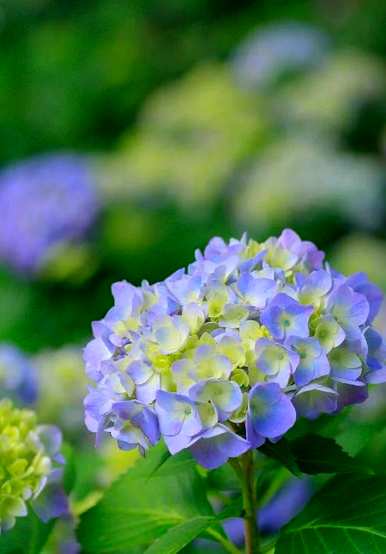 绿八仙花的寓意，八仙花的寓意是什么？