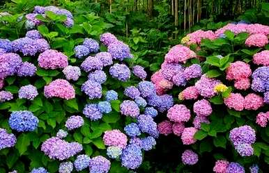 绿八仙花的寓意，八仙花的寓意是什么？
