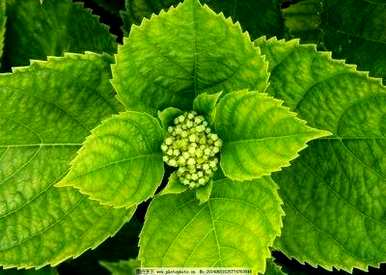 绿八仙花的寓意，八仙花的寓意是什么？