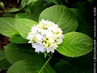 绿八仙花的寓意，八仙花的寓意是什么？