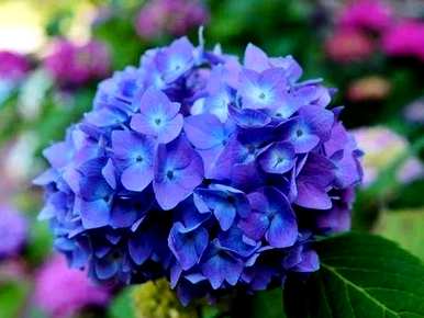 绿八仙花的寓意，八仙花的寓意是什么？