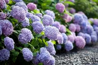 绿八仙花的寓意，八仙花的寓意是什么？