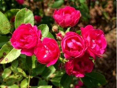 月季花什么季节移栽最好？月季花什么季节移栽最好？