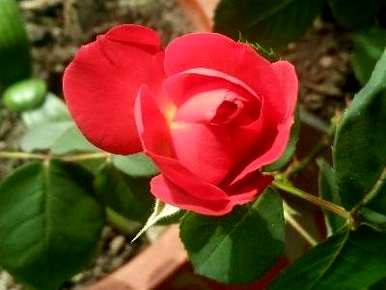 月季花什么季节移栽最好？月季花什么季节移栽最好？