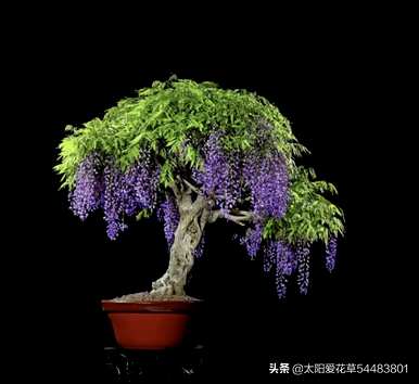 如何种植紫藤盆景，紫藤丛林盆景图片