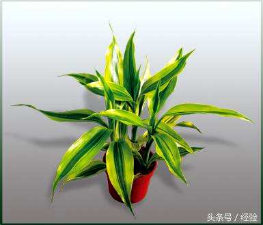 如何饲养金边富贵竹，最高的金边富贵竹